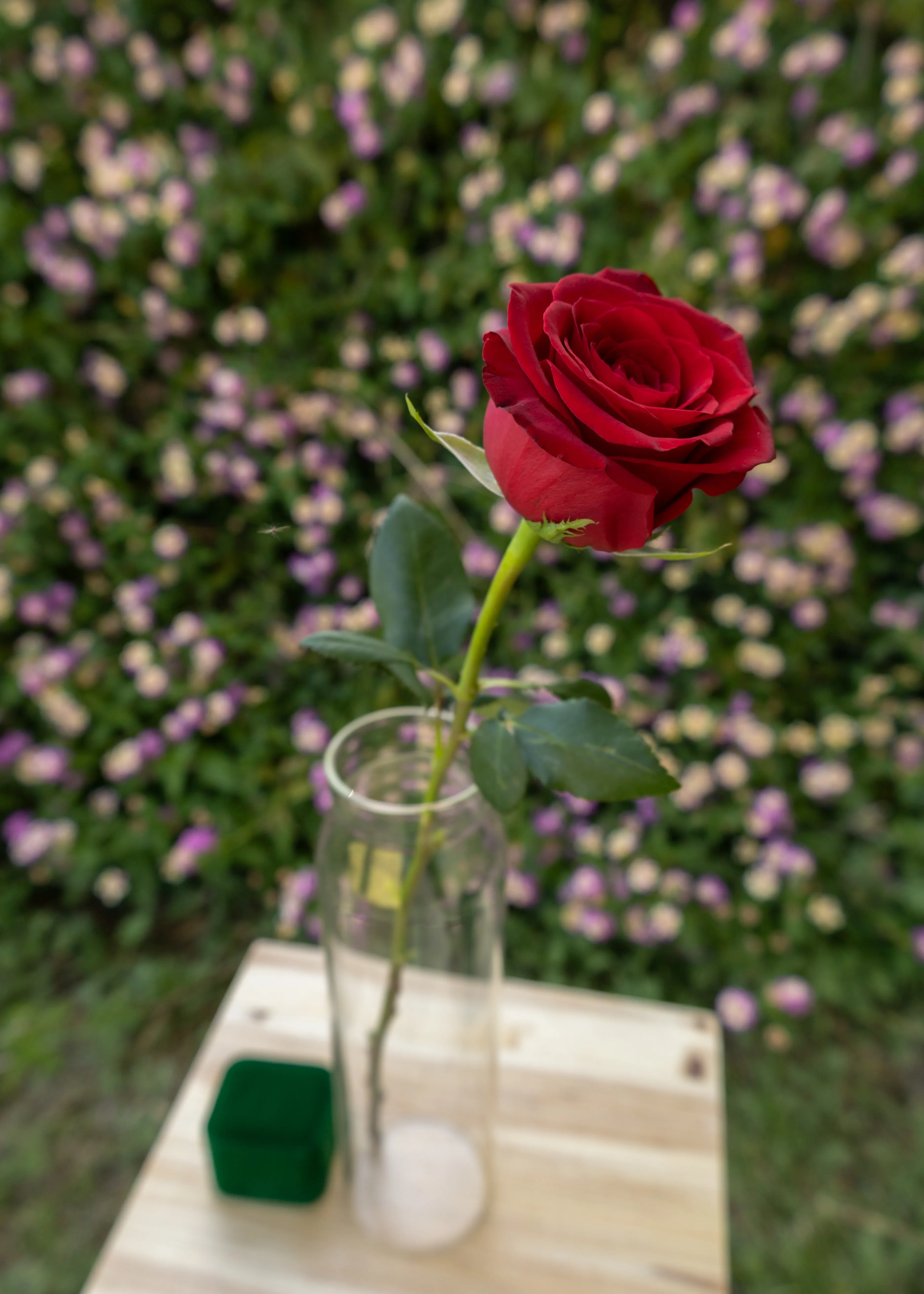 Rose on table